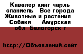 Кавалер кинг чарль спаниель - Все города Животные и растения » Собаки   . Амурская обл.,Белогорск г.